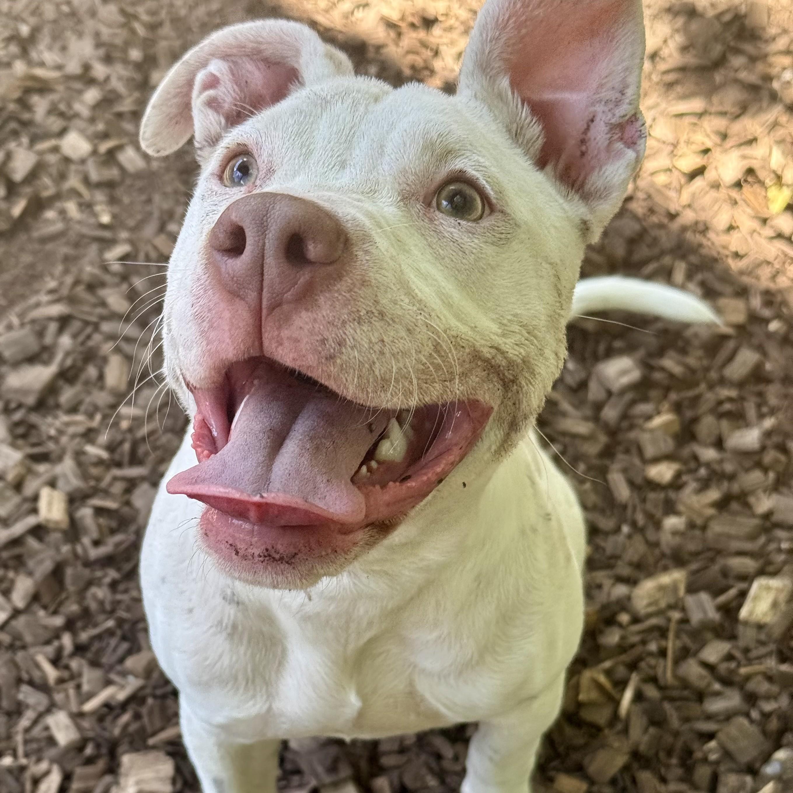 Zara- 53705, ADOPTABLE, Puppy Female Pit Bull Terrier.