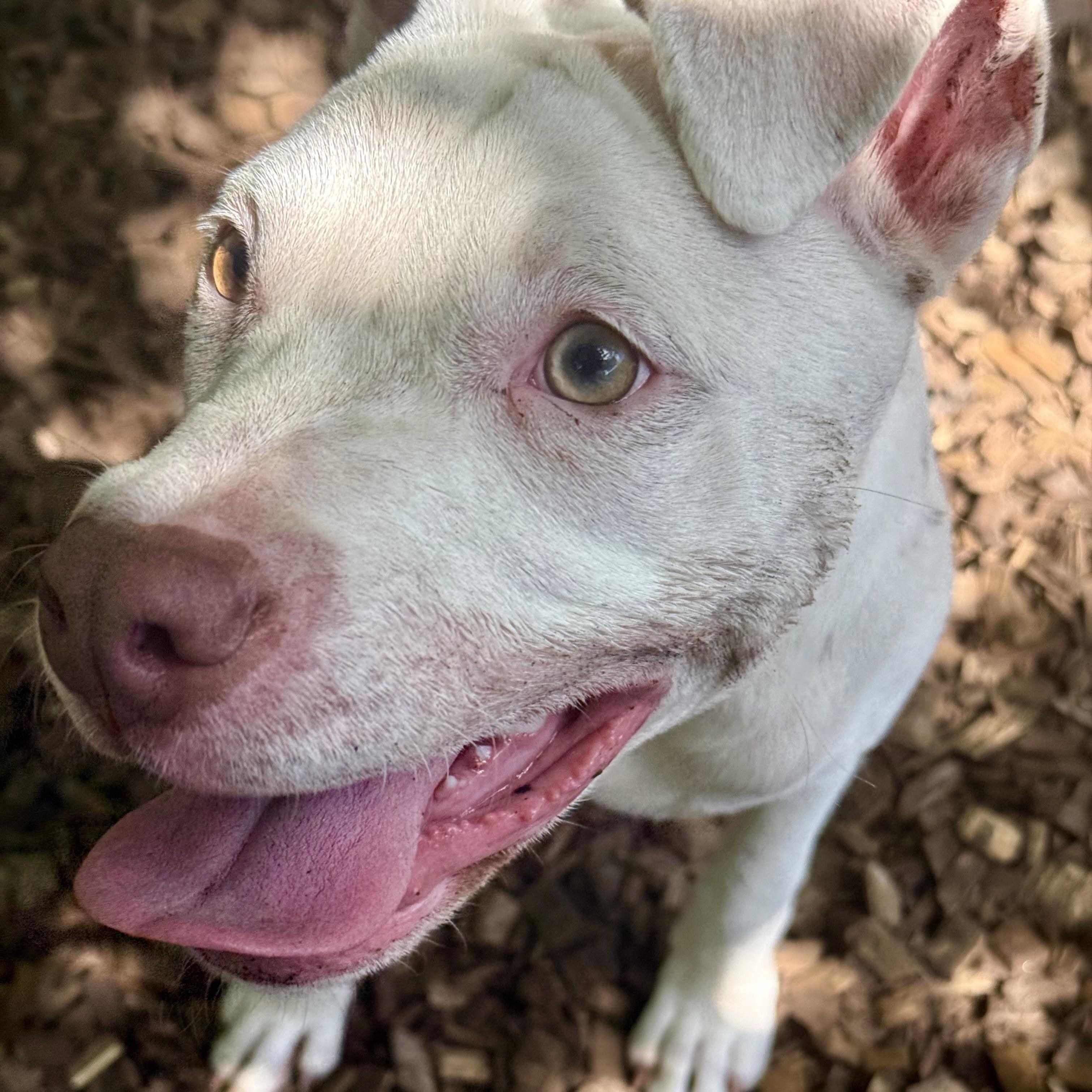 Enlarge Zara- 53705, a ADOPTABLE Pit Bull Terrier in Columbia, MD image 4/5