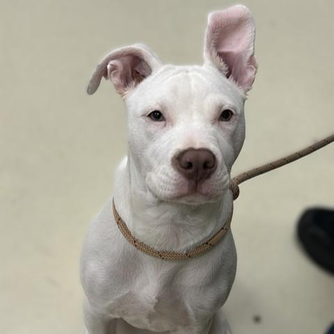 Enlarge Zara- 53705, a ADOPTABLE Pit Bull Terrier in Columbia, MD image 5/5
