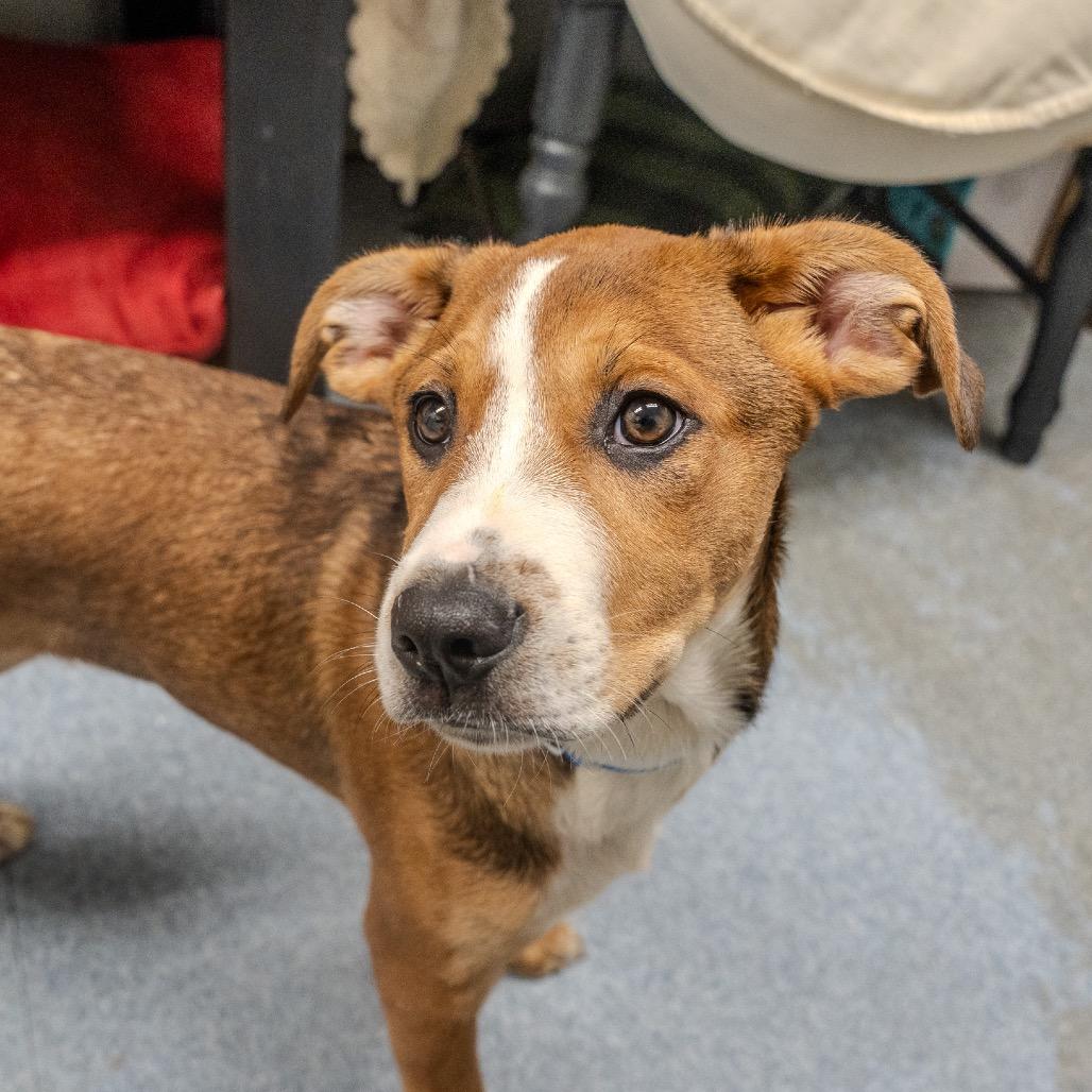 Enlarge Toddy, a Adoptable mixed breed in Pawling, NY image 1/6