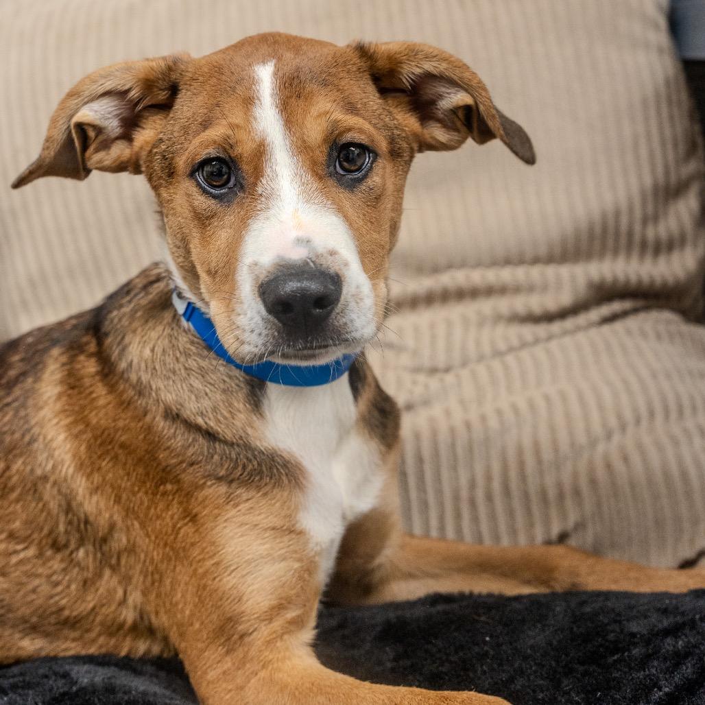 Enlarge Toddy, a Adoptable mixed breed in Pawling, NY image 2/6