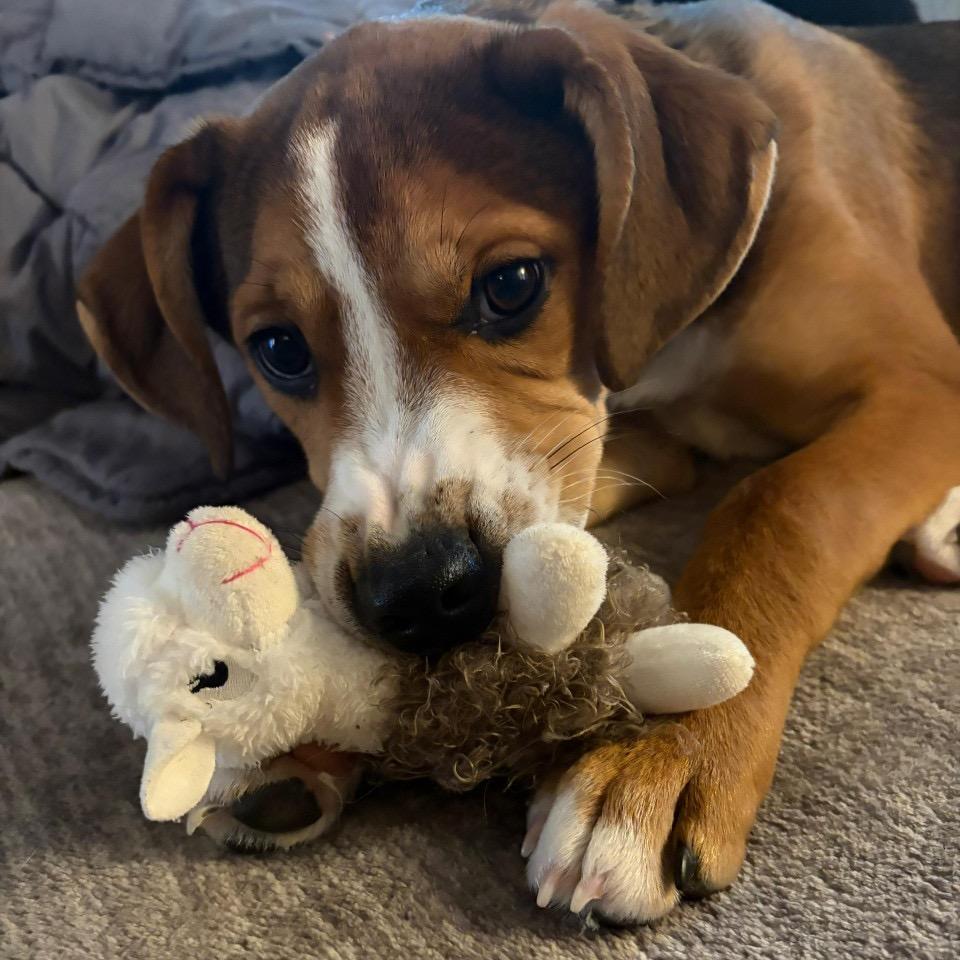 Enlarge Toddy, a Adoptable mixed breed in Pawling, NY image 3/6