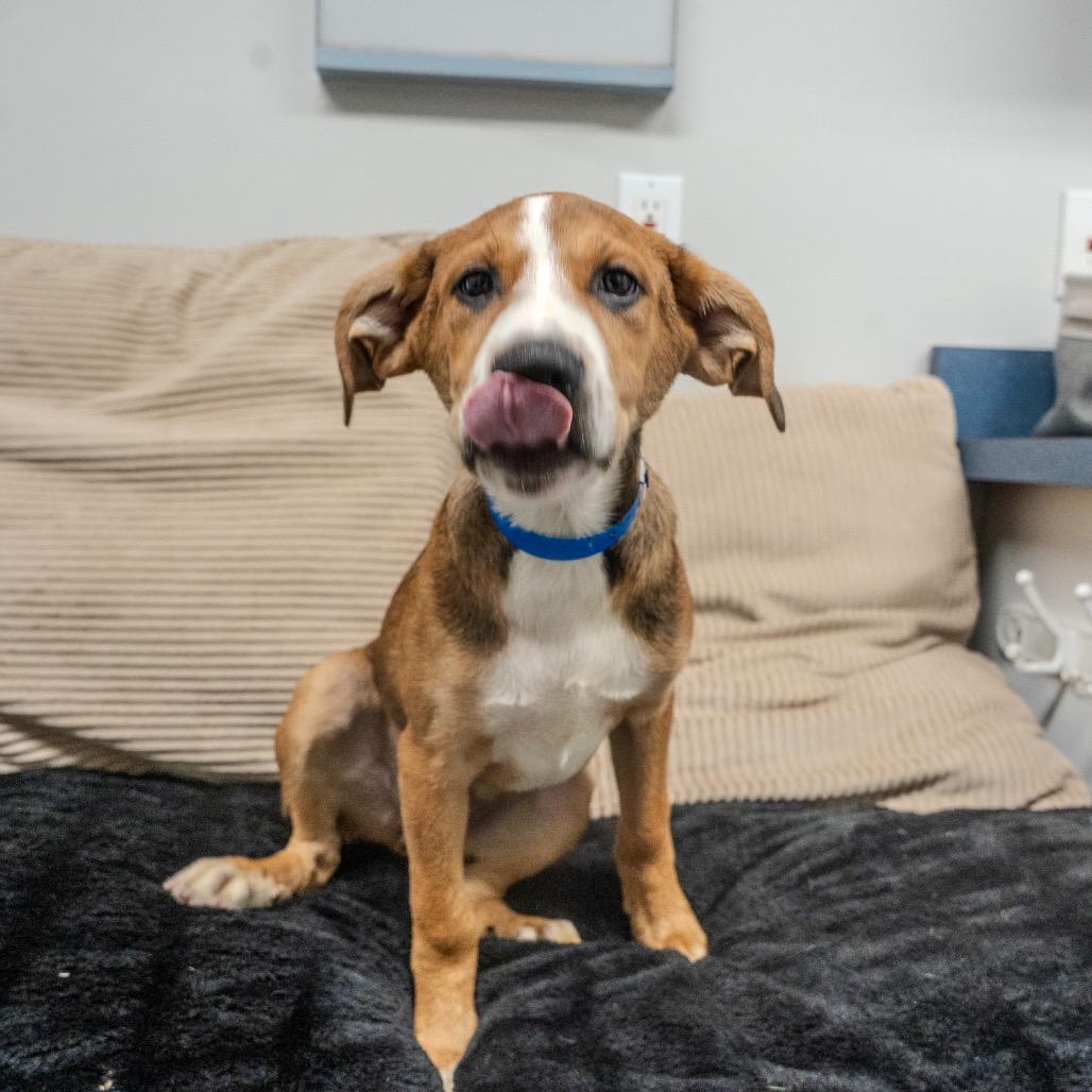 Enlarge Toddy, a Adoptable mixed breed in Pawling, NY image 4/6