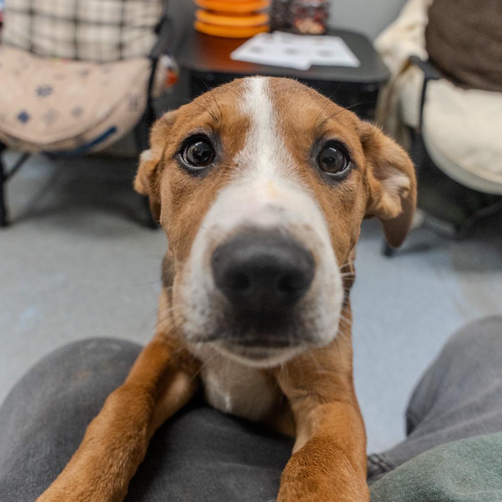 Enlarge Toddy, a Adoptable mixed breed in Pawling, NY image 5/6