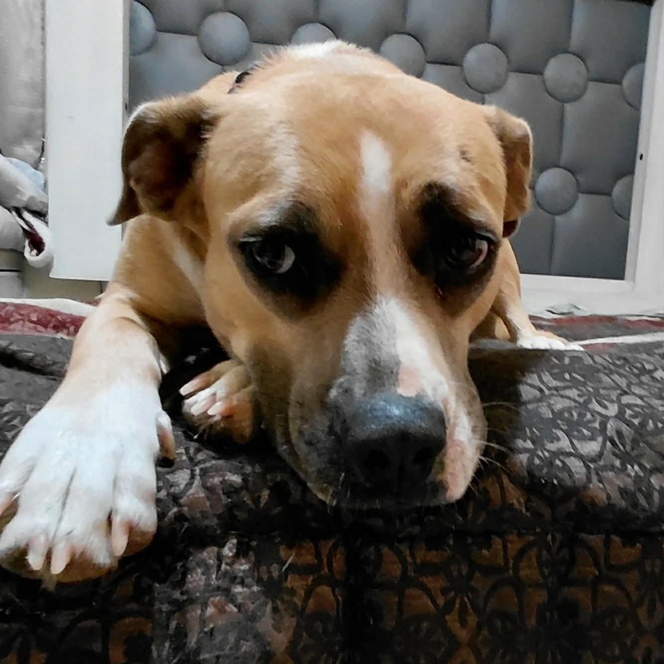 Shona — thumbnail 5