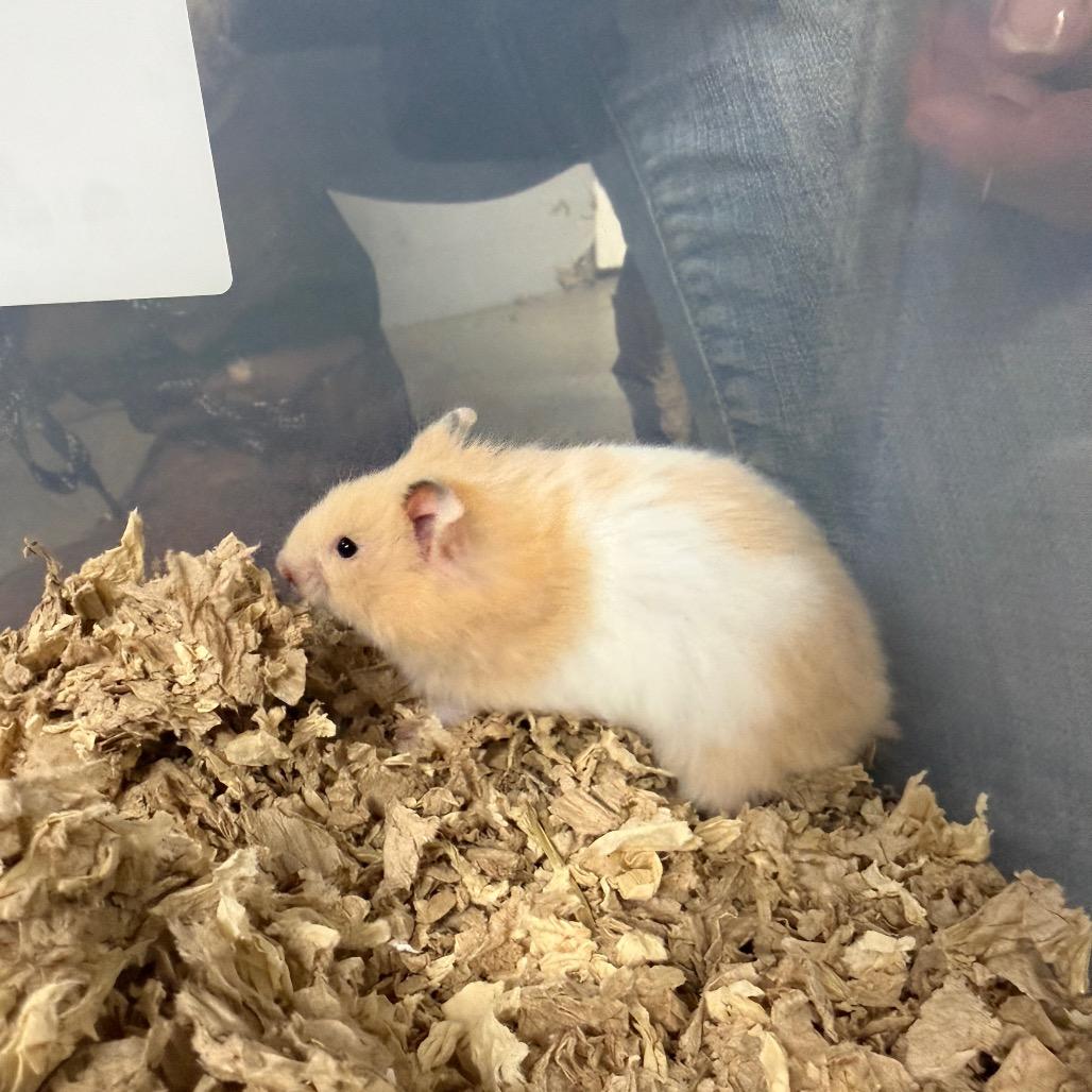 Enlarge Parmesan, a ADOPTABLE Hamster in Medford, NY image 3/3