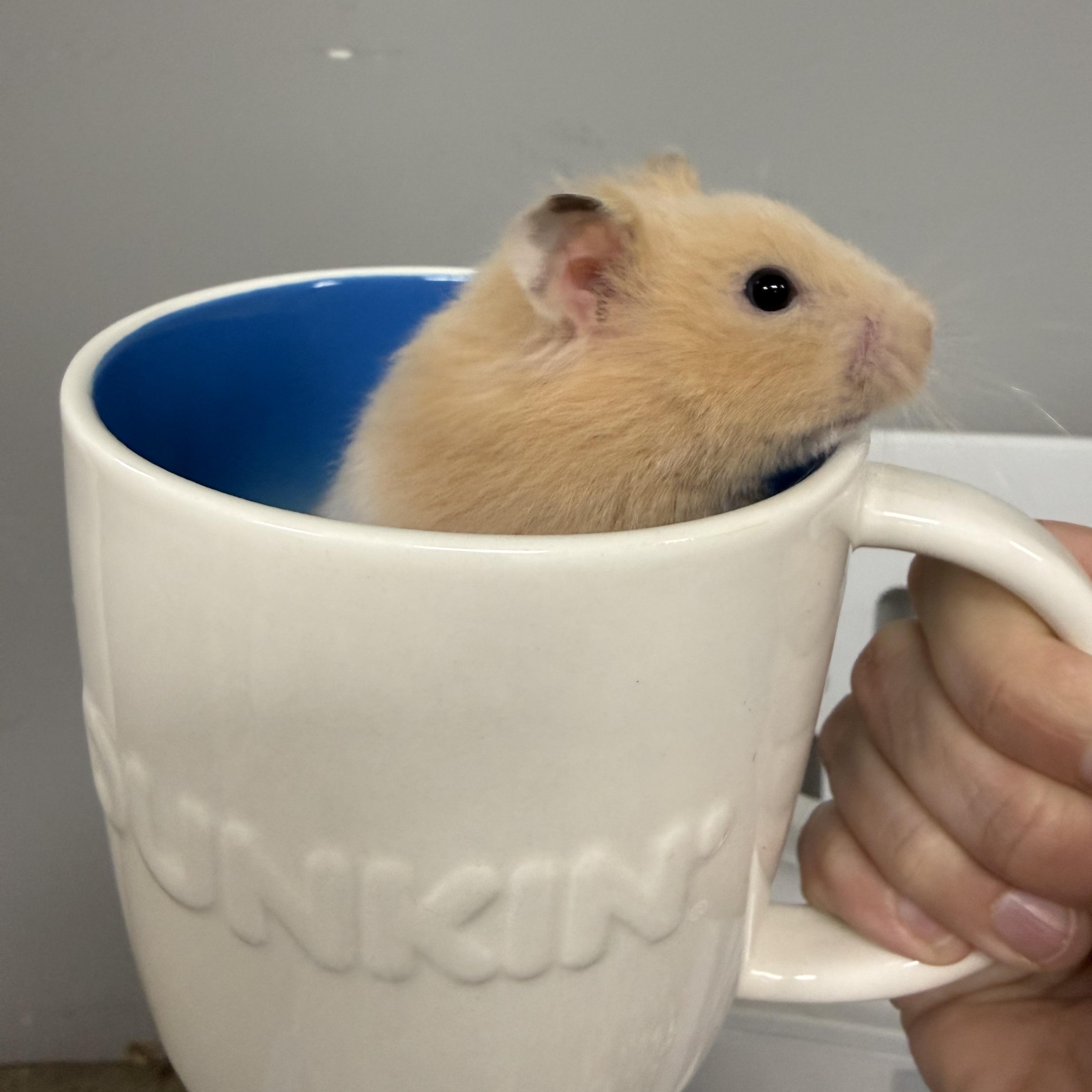 Enlarge Parmesan, a ADOPTABLE Hamster in Medford, NY image 2/3