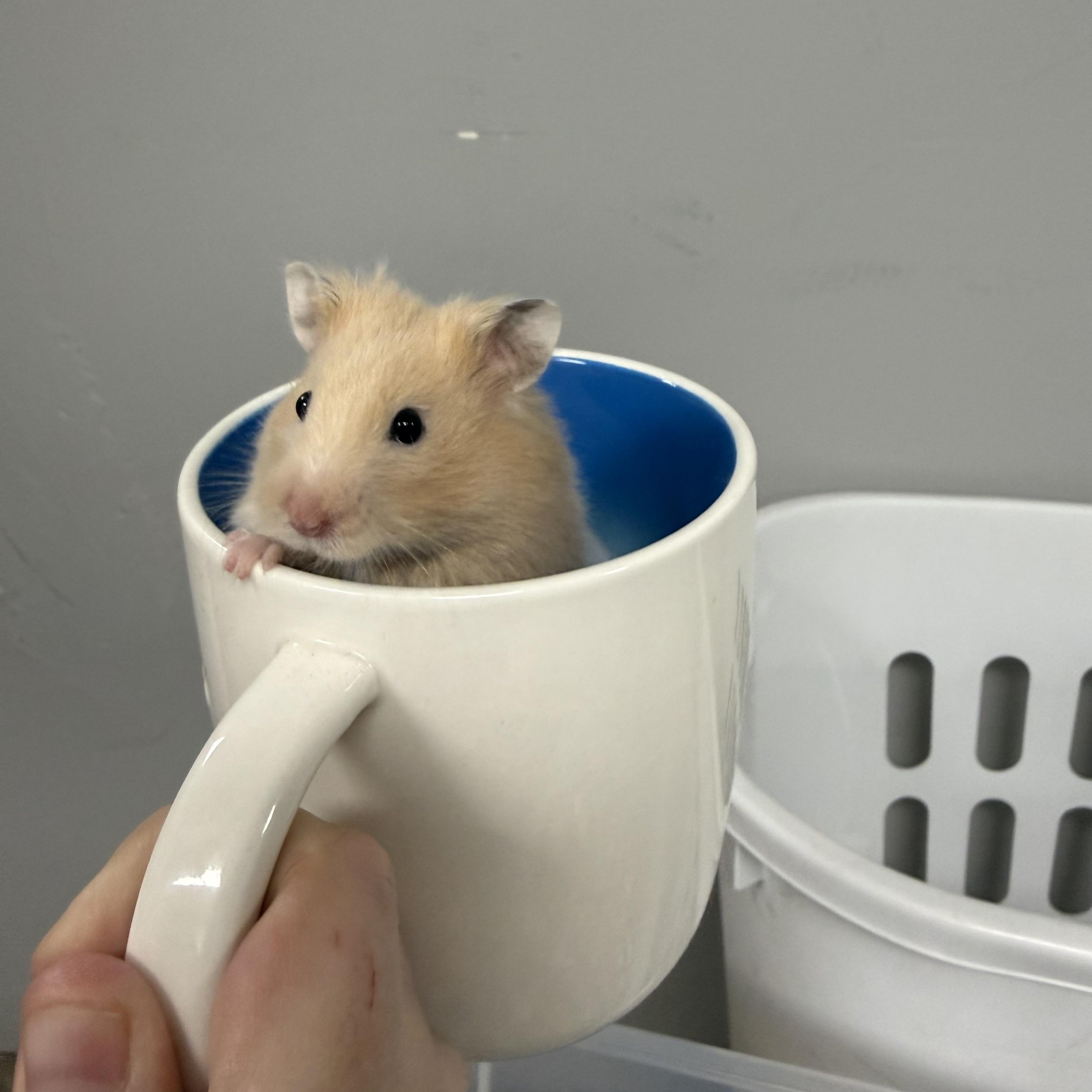 Enlarge Parmesan, a ADOPTABLE Hamster in Medford, NY image 1/3