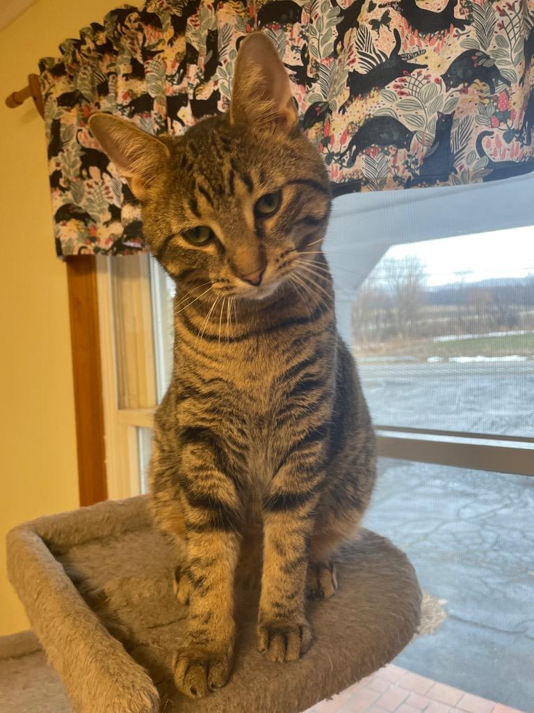 Bradley, Adoptable, Young Male Domestic Short Hair.