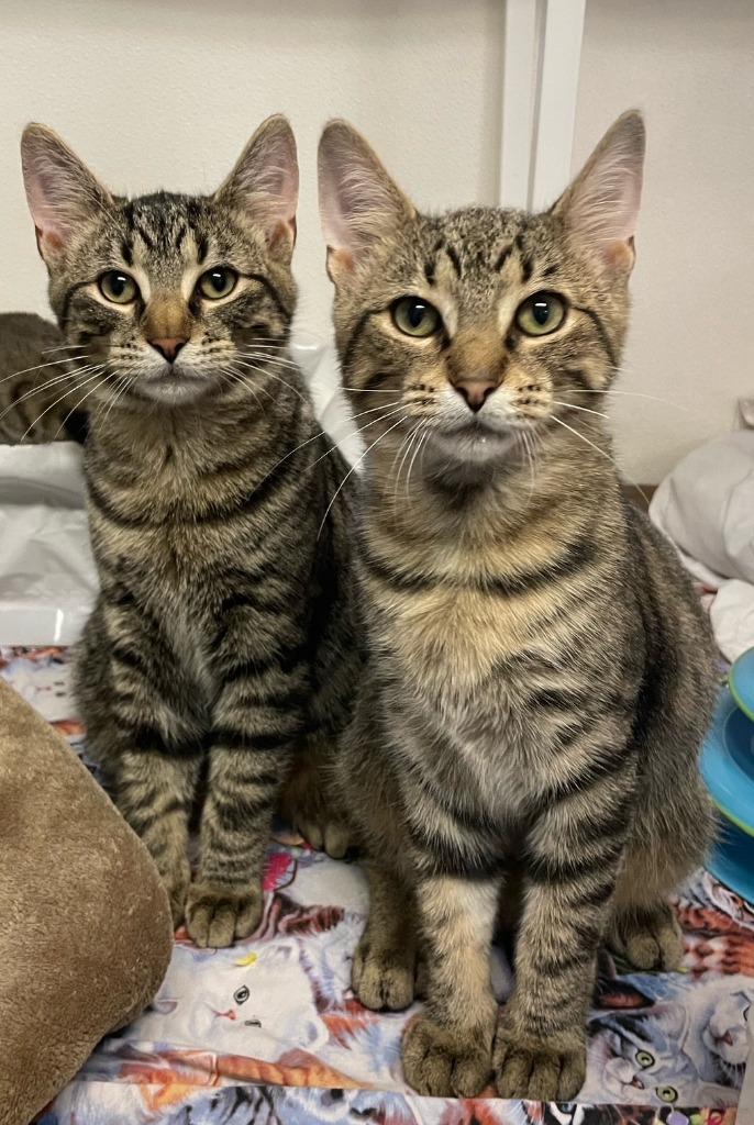 Enlarge Bradley, a Adoptable mixed breed in Westfield, NY image 2/3