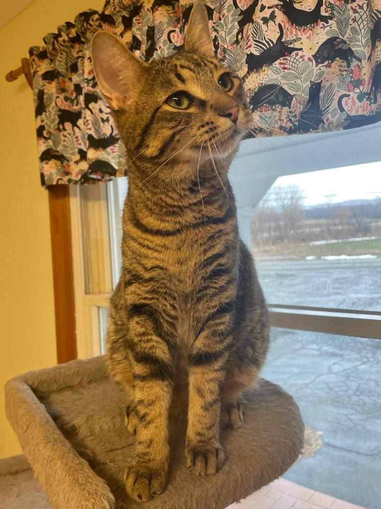 Enlarge Bradley, a Adoptable mixed breed in Westfield, NY image 3/3