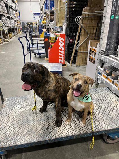 Enlarge Suki, a Adoptable Mixed Breed in Columbus, IN image 1/3