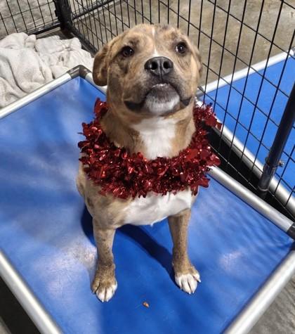 Suki, Adoptable, Young Male Mixed Breed & Mixed Breed.