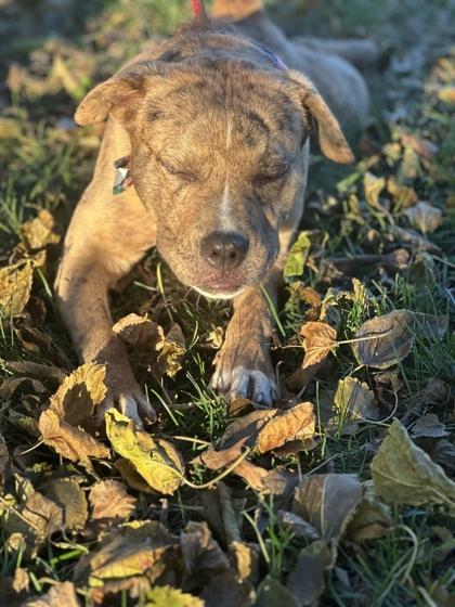 Suki, Adoptable, Young Male Mixed Breed & Mixed Breed.