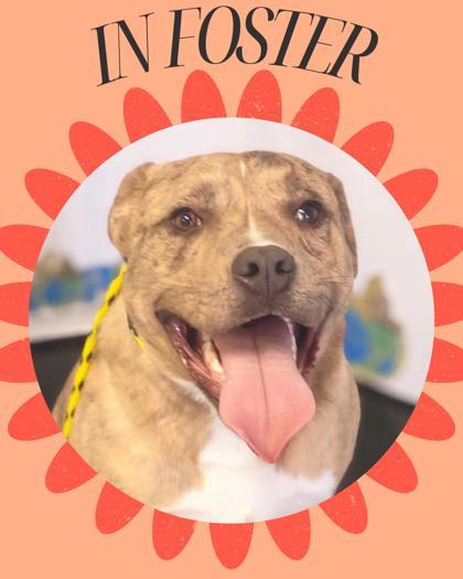 Enlarge Suki, a Adoptable Mixed Breed in Columbus, IN image 2/3