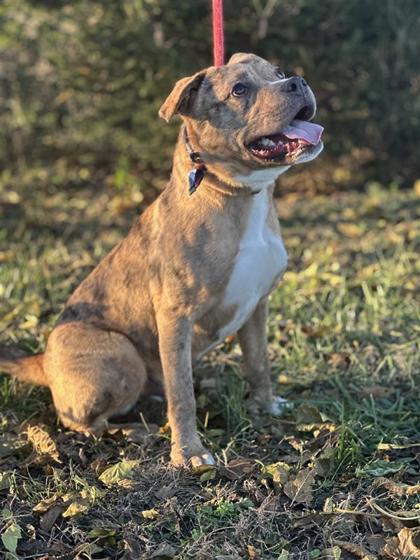 Enlarge Suki, a Adoptable Mixed Breed in Columbus, IN image 2/3