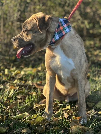 Suki, a Adoptable Mixed Breed in Columbus, IN image 3/3