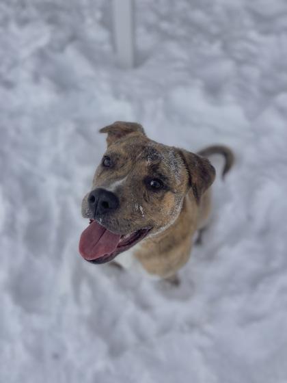 Enlarge Suki, a Adoptable Mixed Breed in Columbus, IN image 3/3