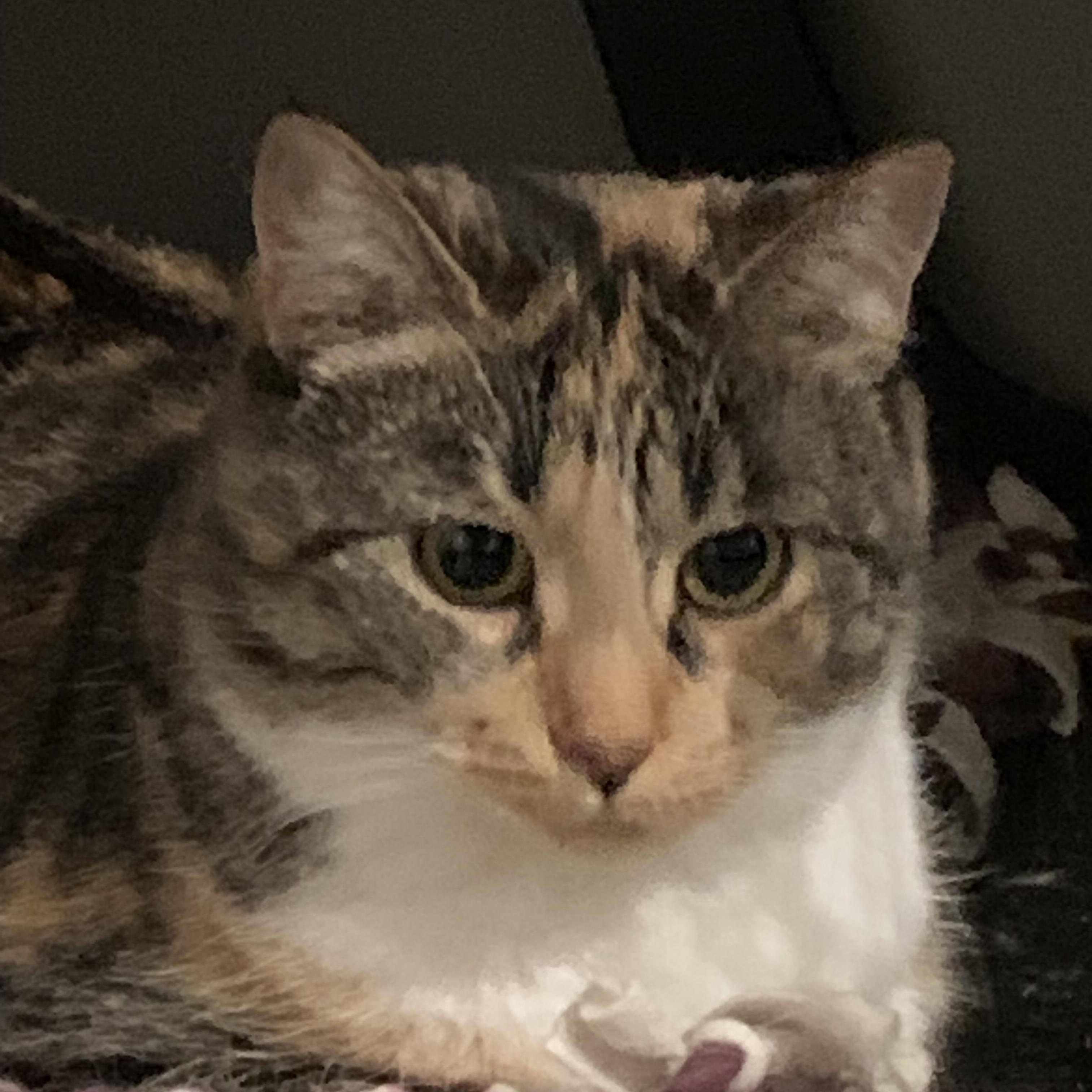 Enlarge Katrina, an adopted mixed breed in Shelby Township, MI image 1/3