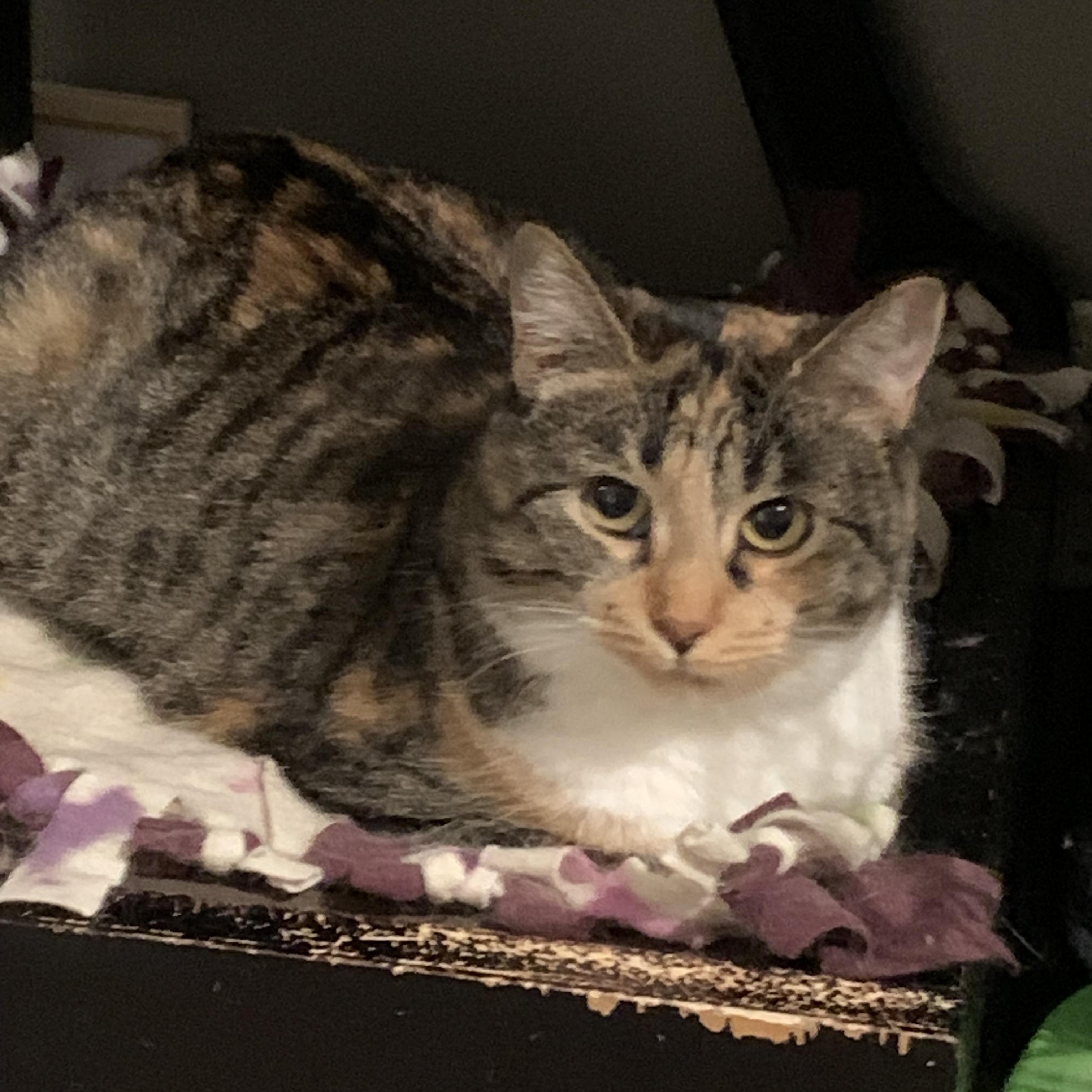 Enlarge Katrina, an adopted mixed breed in Shelby Township, MI image 3/3