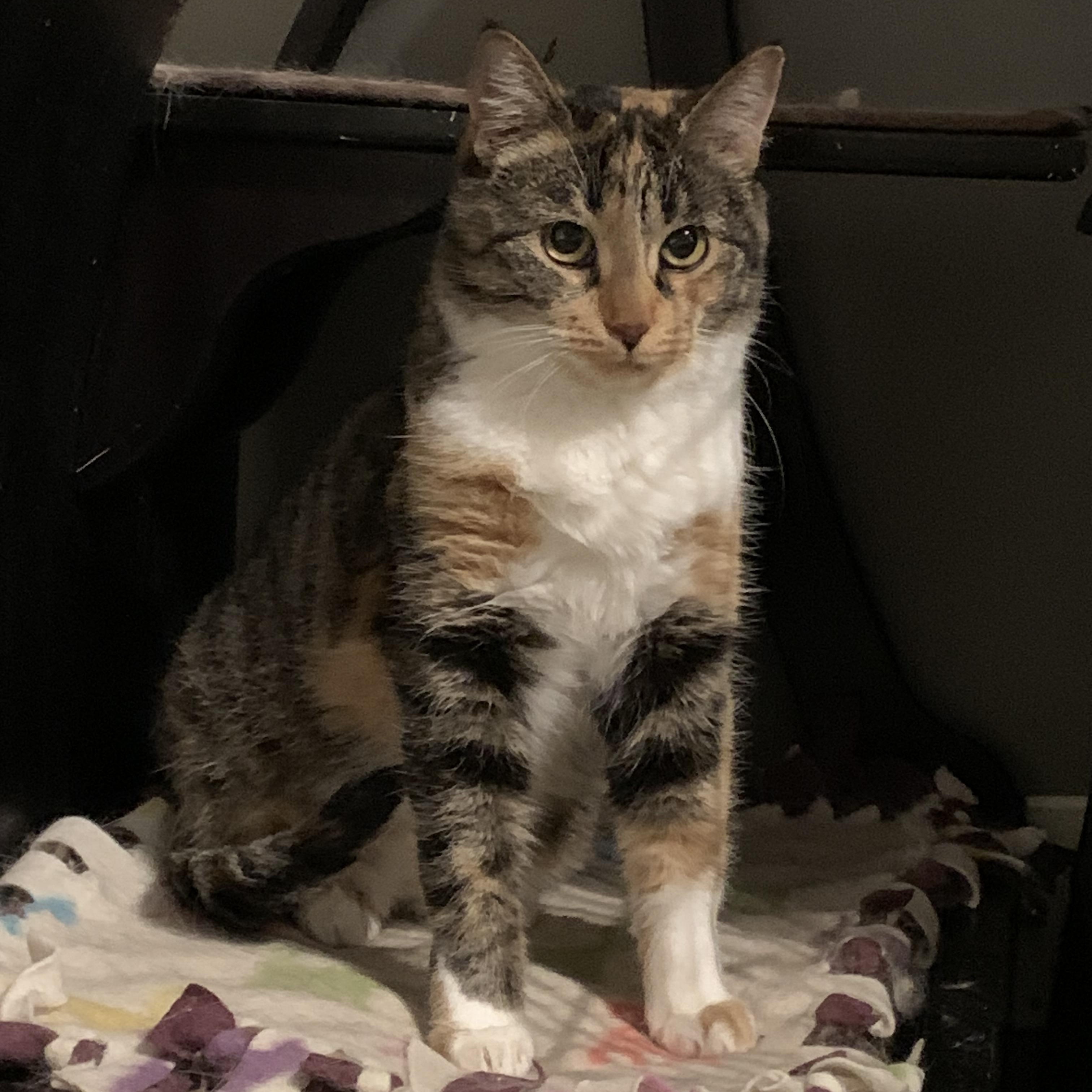 Enlarge Katrina, an adopted mixed breed in Shelby Township, MI image 2/3