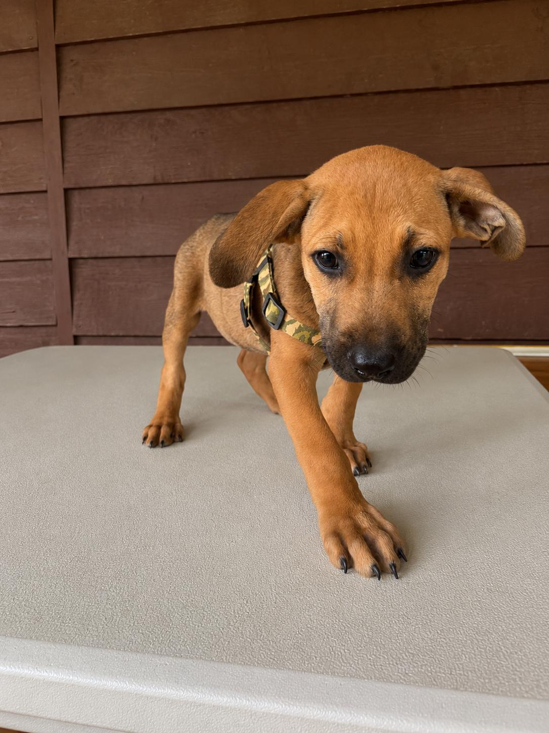 Enlarge Chase, a Adoptable mixed breed in Hickory, NC image 4/6