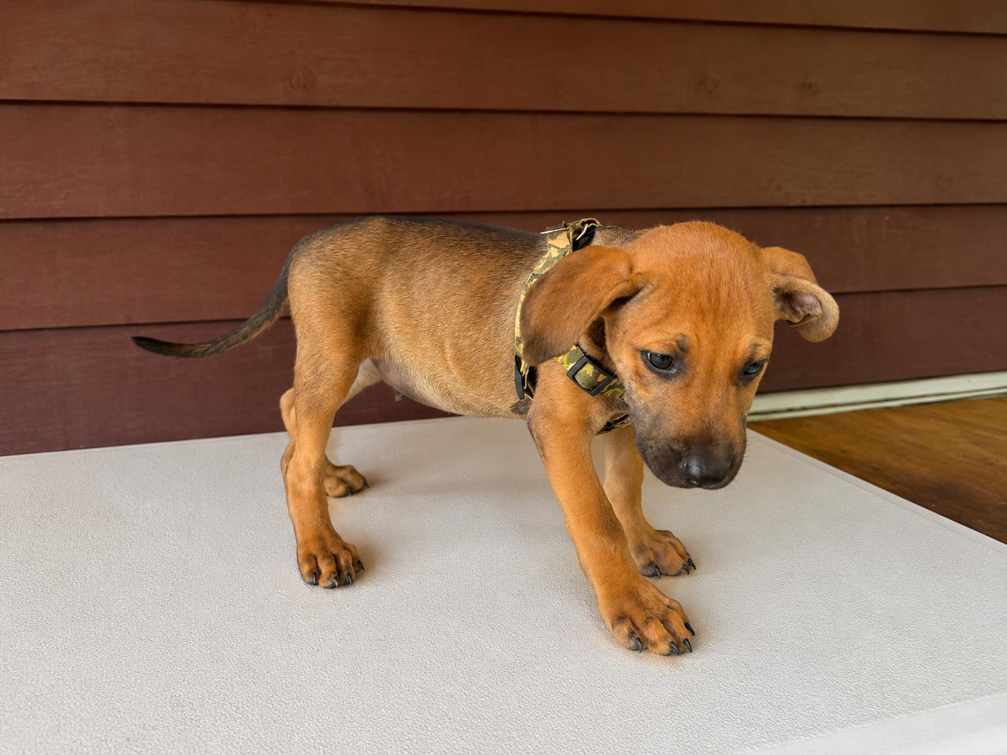 Enlarge Chase, a Adoptable mixed breed in Hickory, NC image 3/6