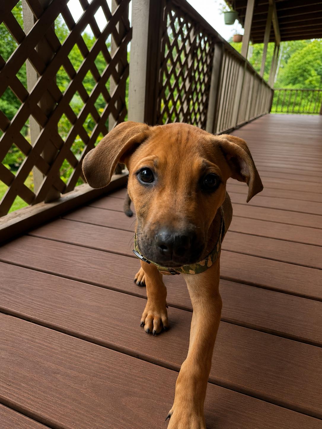 Enlarge Chase, a Adoptable mixed breed in Hickory, NC image 1/6