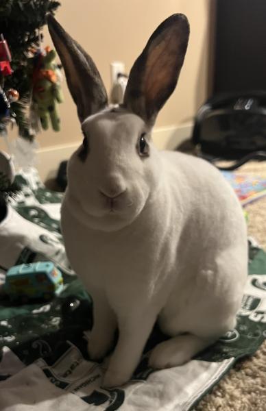 Liam, Adoptable, Adult Male Mini Rex.