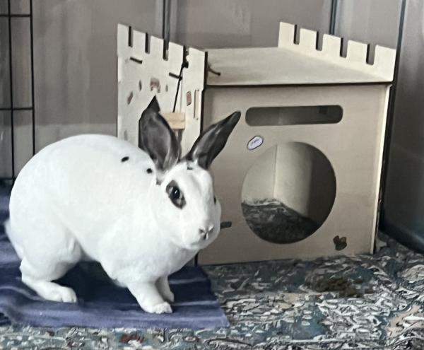 Enlarge Liam, a Adoptable Mini Rex in Kalamazoo, MI image 2/4