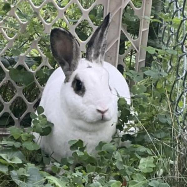 Enlarge Liam, a Adoptable Mini Rex in Kalamazoo, MI image 3/4