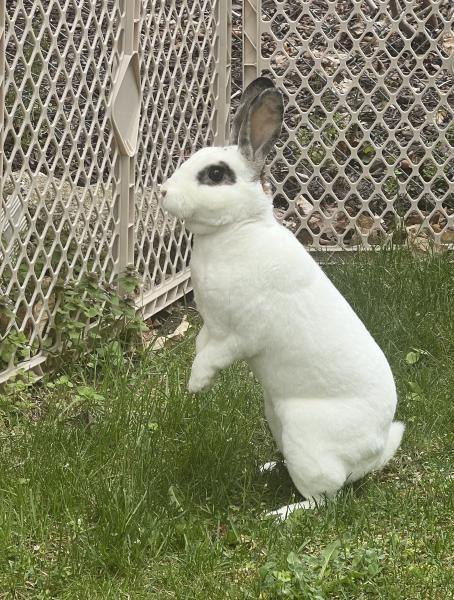 Enlarge Liam, a Adoptable Mini Rex in Kalamazoo, MI image 4/4