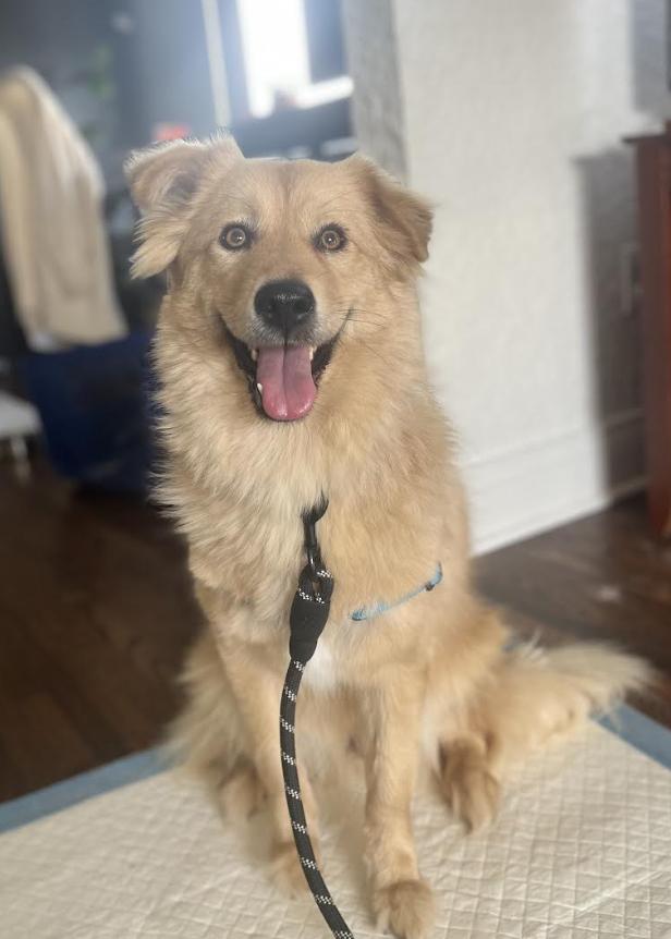 Enlarge Stardust, a Adoptable Jindo in Broken Arrow, OK image 2/6