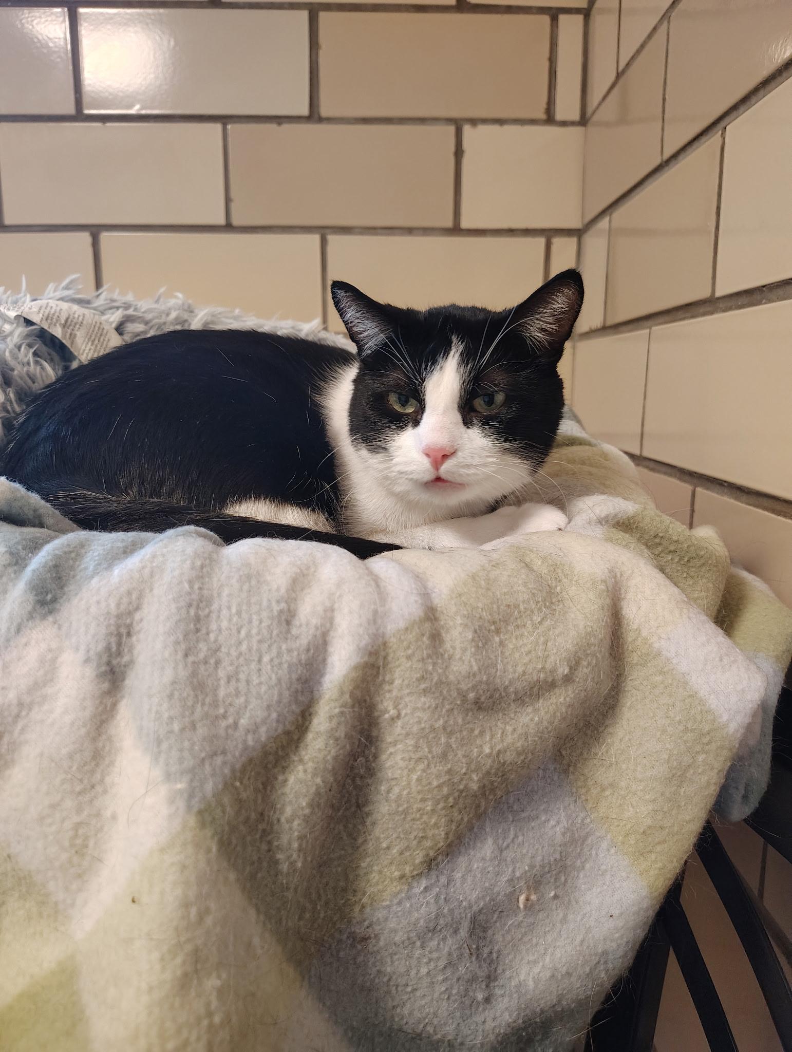 Whiskey, ADOPTABLE, Adult Male Domestic Short Hair.