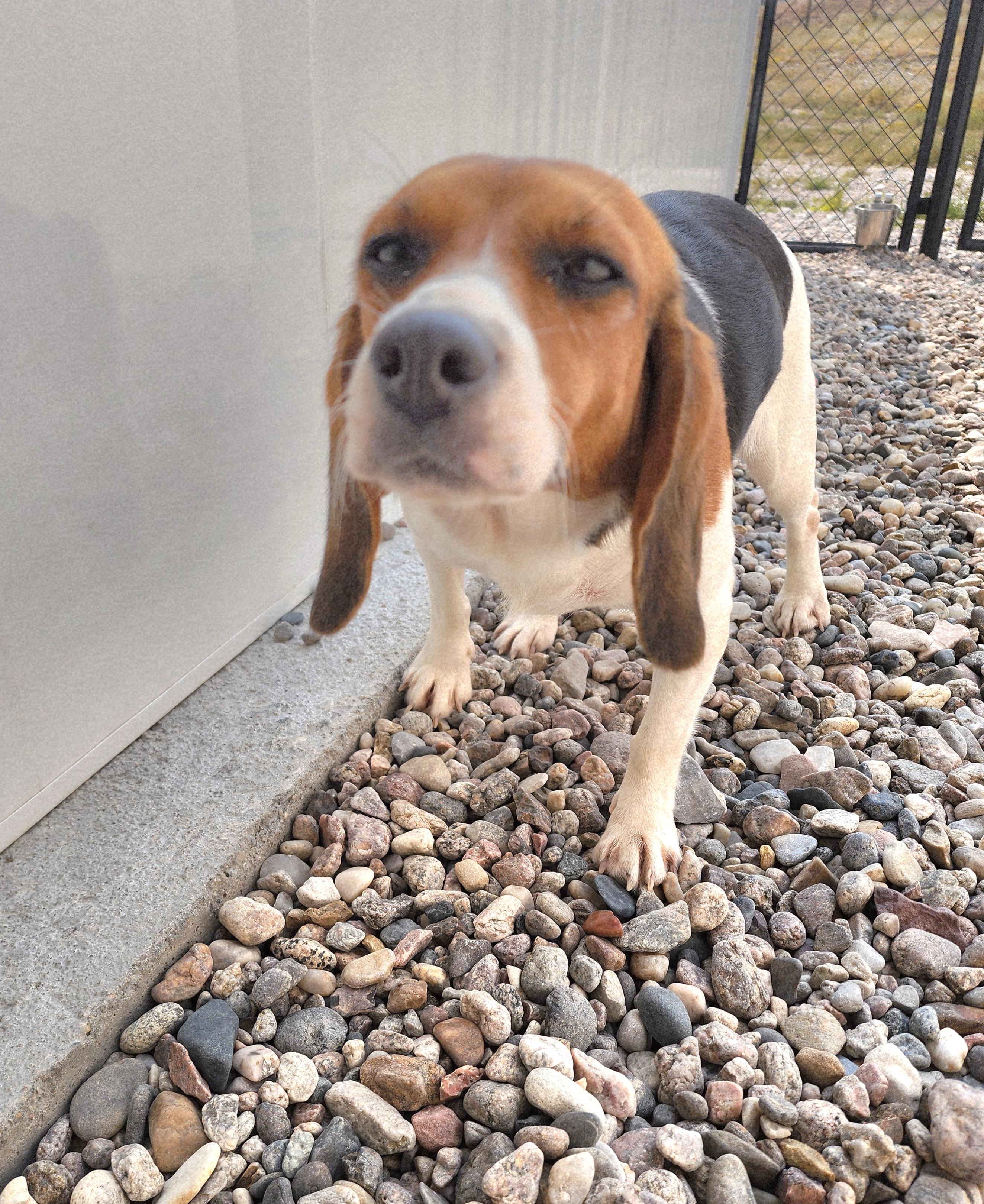 Susie, an adoptable Beagle in Hartville, WY, 82215 | Photo Image 1