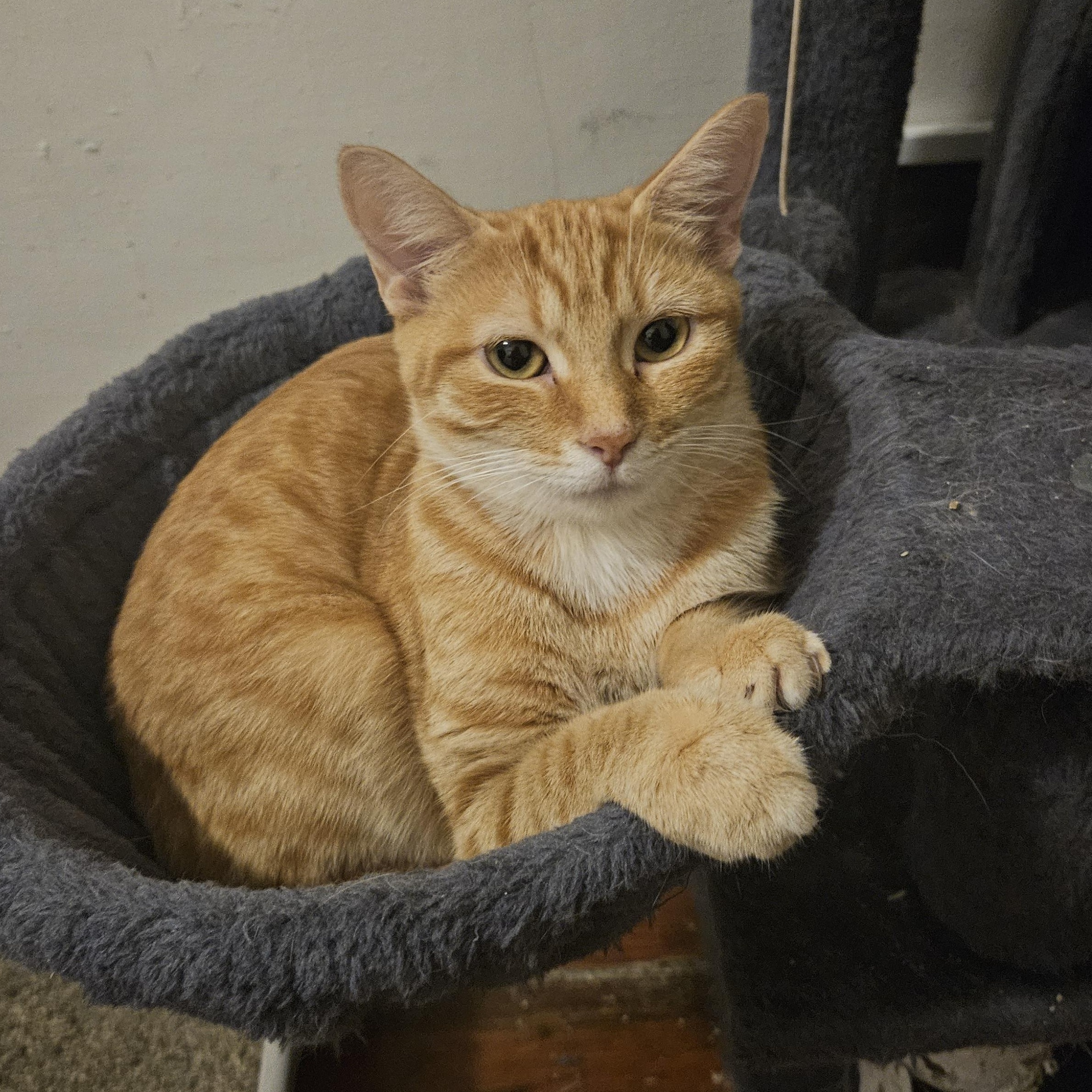 Sunshine, a Adoptable Domestic Short Hair in Wilmington, NC image 4/6