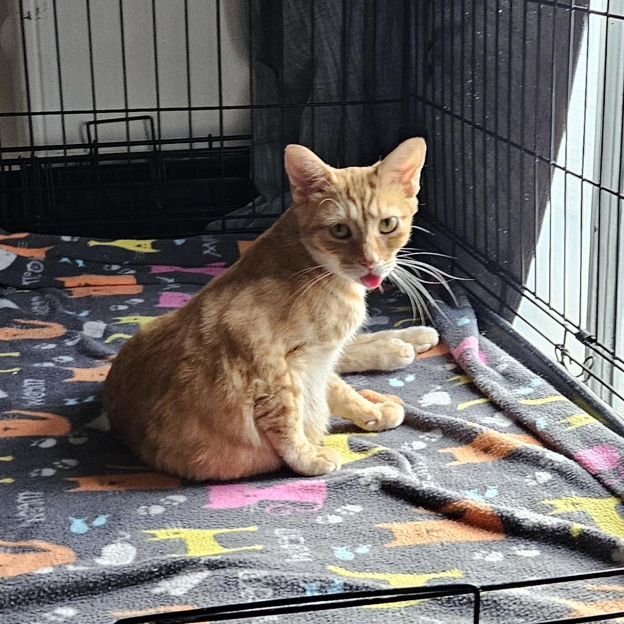 Sunshine, a Adoptable Domestic Short Hair in Wilmington, NC image 2/6