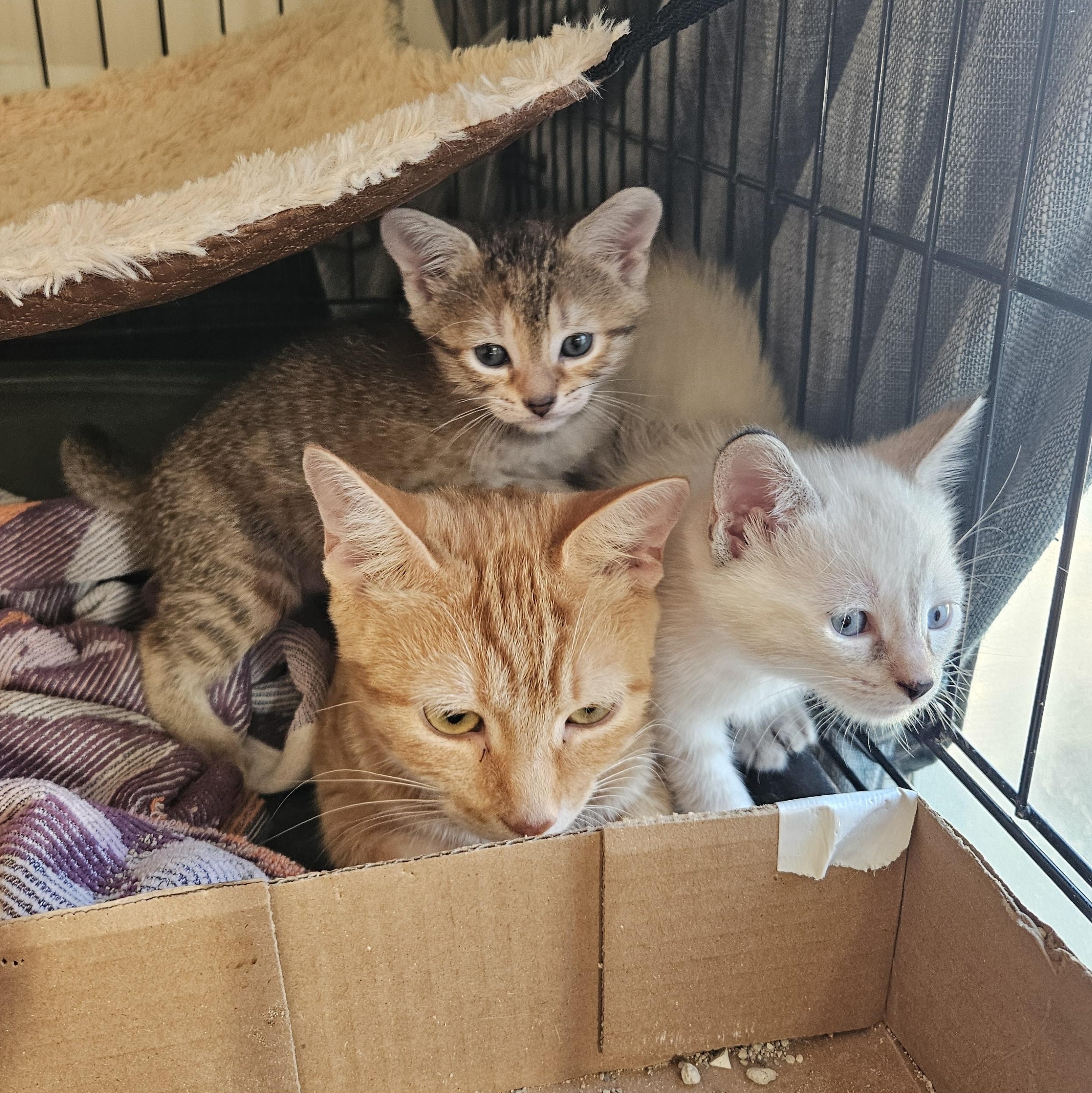 Sunshine, a Adoptable Domestic Short Hair in Wilmington, NC image 5/6