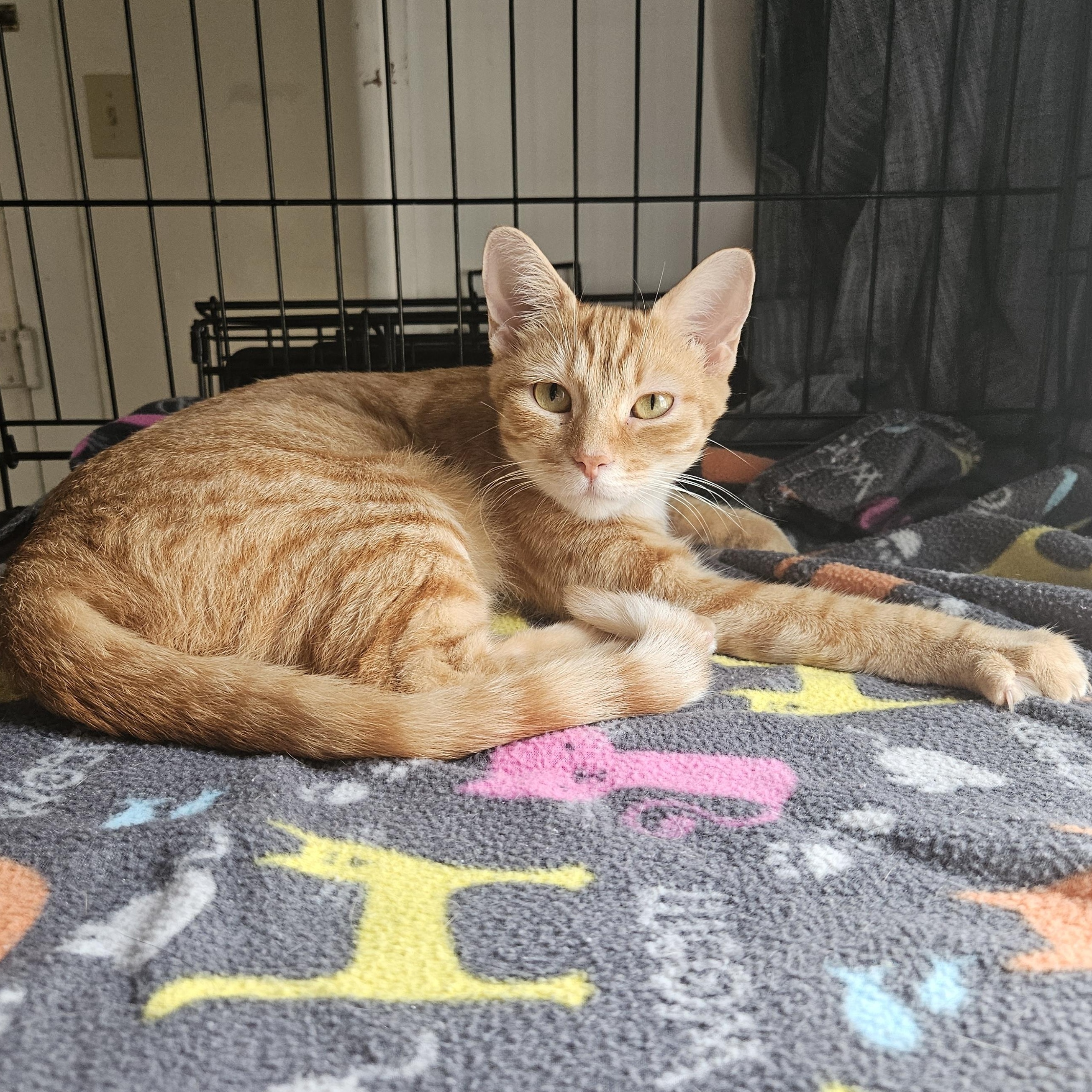 Sunshine, a Adoptable Domestic Short Hair in Wilmington, NC image 1/6