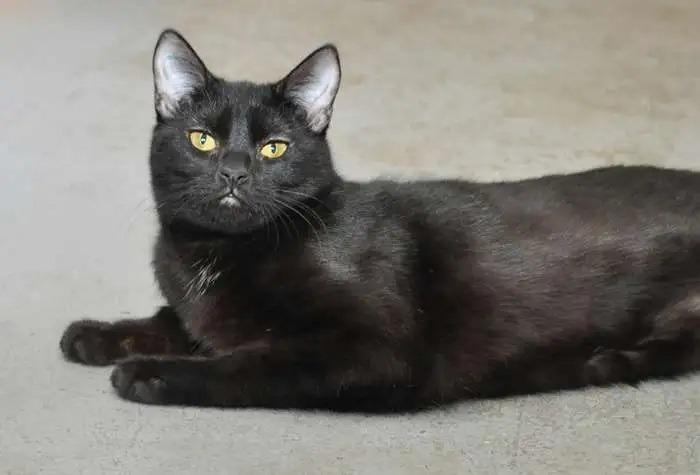 Porcini OHC-426-25, Adoptable, Kitten Male Domestic Short Hair.