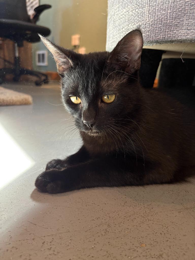 Porcini OHC-426-25, a Adoptable mixed breed in Coupeville, WA image 2/2