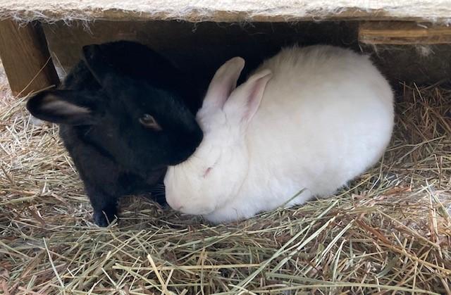 Ruby and Mott, a Adoptable Bunny Rabbit in Quilcene, WA image 1/5