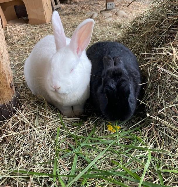 Ruby and Mott, a Adoptable Bunny Rabbit in Quilcene, WA image 3/5