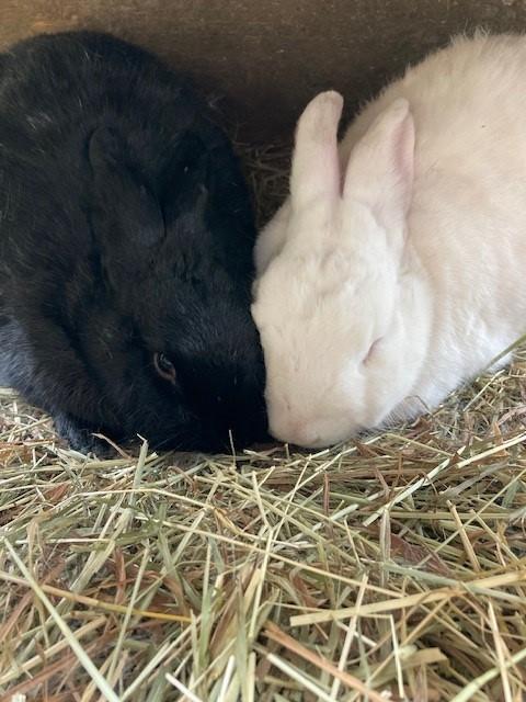 Ruby and Mott, a Adoptable Bunny Rabbit in Quilcene, WA image 4/5