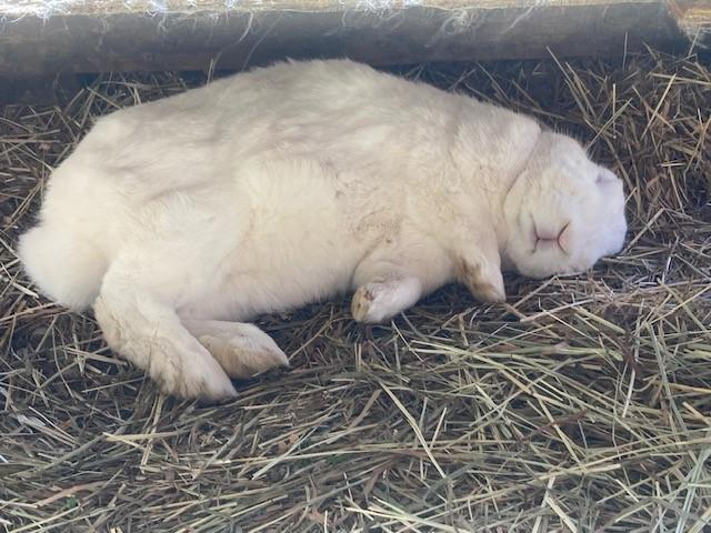 Ruby and Mott, a Adoptable Bunny Rabbit in Quilcene, WA image 5/5