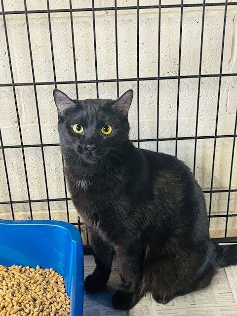 Enlarge Laci, a Adoptable Domestic Short Hair in Apollo, PA image 1/2