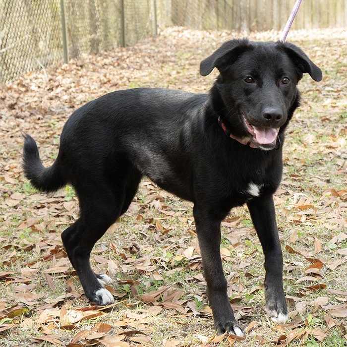 Enlarge Ambessa, an adoptable Black Labrador Retriever in Slidell, LA image 2/3