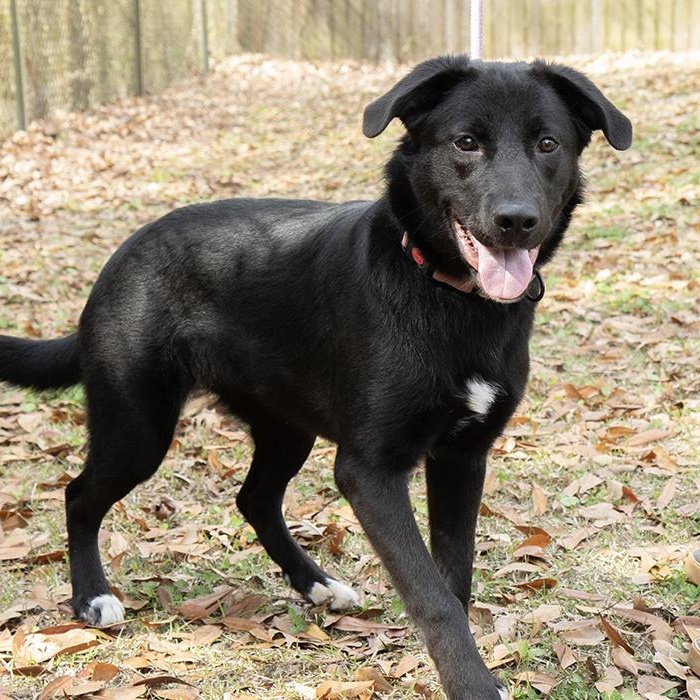 Enlarge Ambessa, an adoptable Black Labrador Retriever in Slidell, LA image 3/3