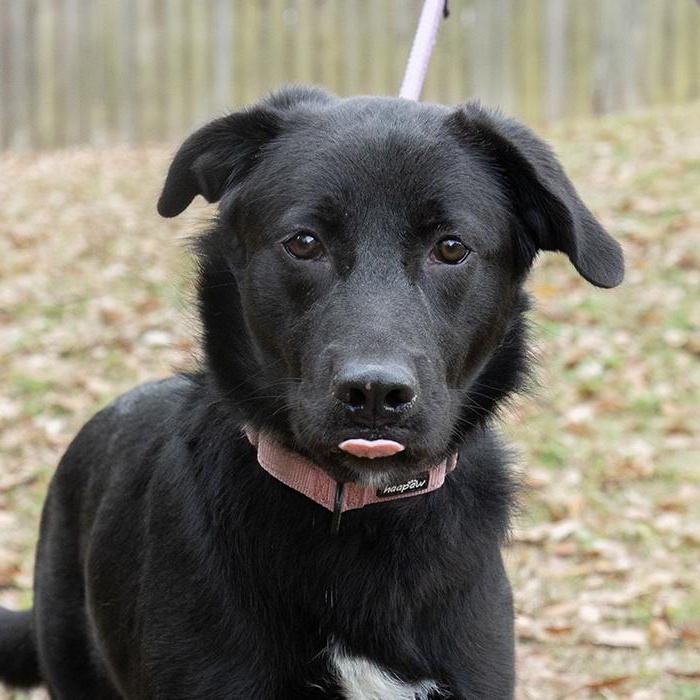 Enlarge Ambessa, an adoptable Black Labrador Retriever in Slidell, LA image 1/3