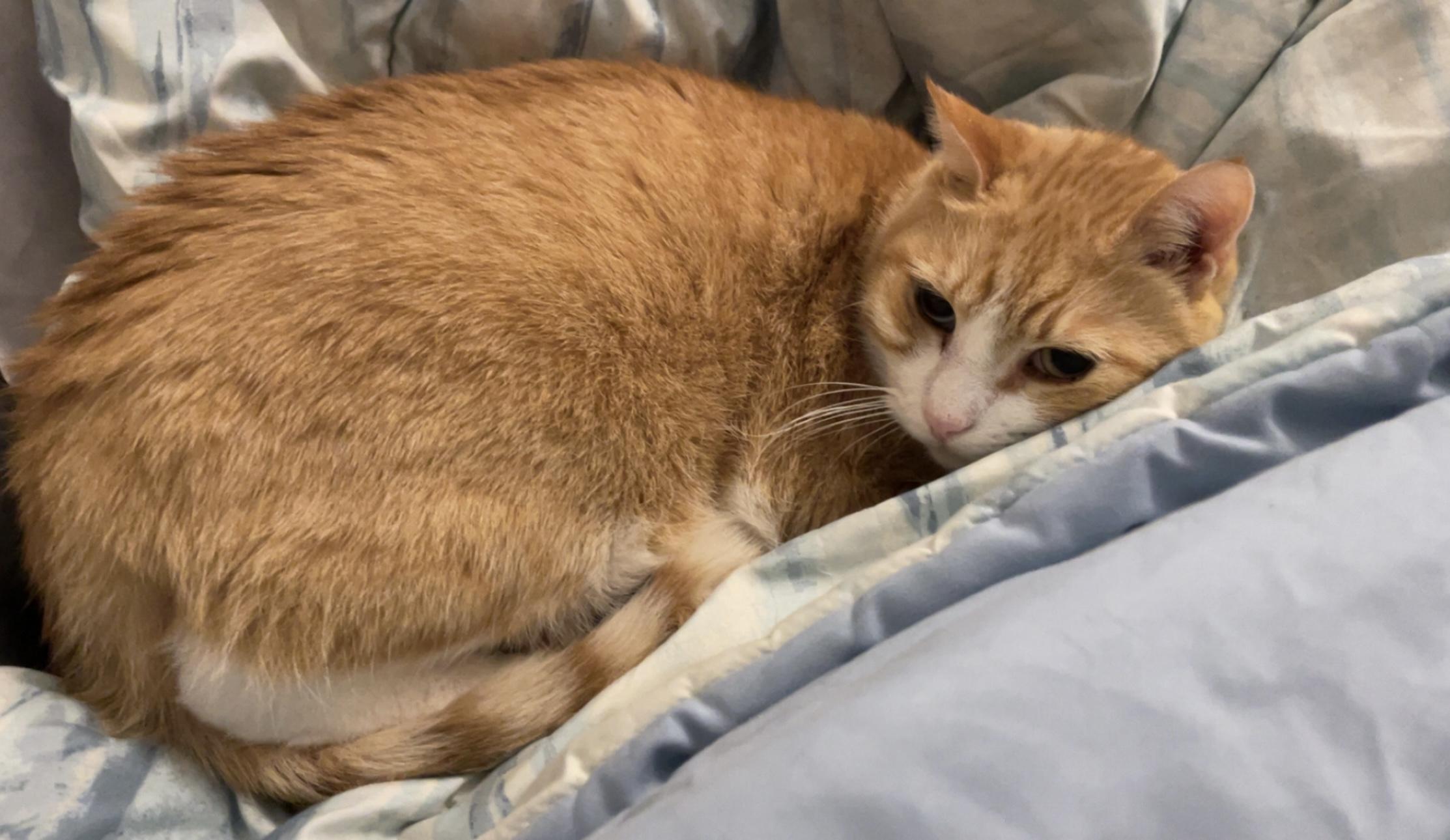 Olive, Adoptable, Adult Male Domestic Short Hair.